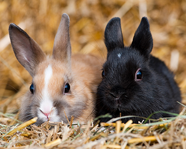 Zwei Zwergkaninchen, eines hellbraun und eines schwarz, sitzen zusammen im Stroh