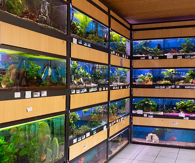 Verschiedene Aquarien im Verkaufsraum – Fischhaltung und Beratung beim Zoofachmarkt Brändle Konstanz