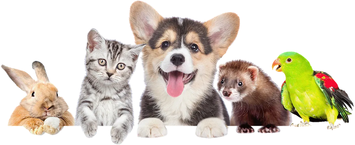 Tierfreunde im Zoofachmarkt Brändle Konstanz – Hund, Katze, Kaninchen, Frettchen und Papagei auf gelbem Hintergrund