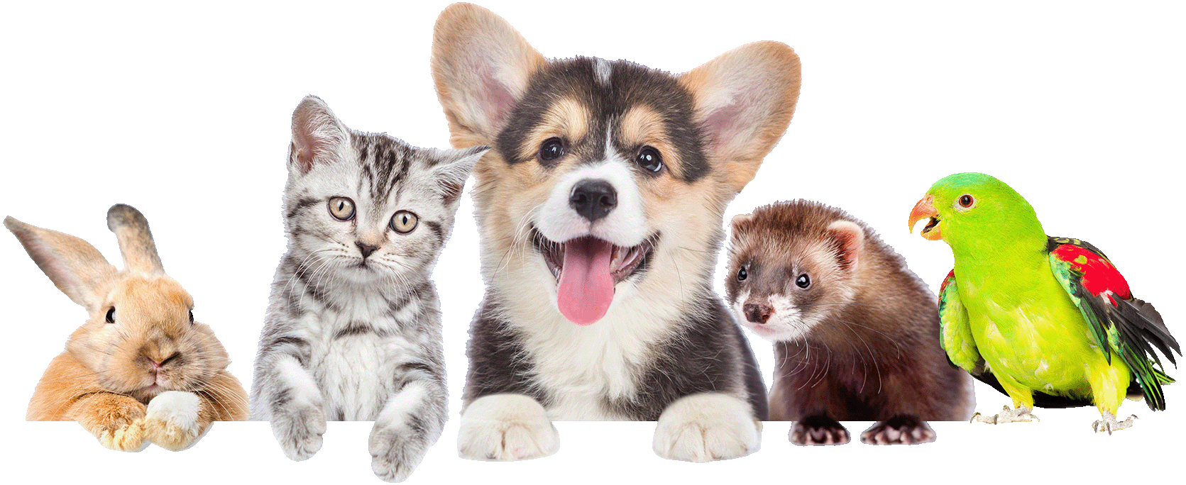 Tierfreunde im Zoofachmarkt Brändle Konstanz – Hund, Katze, Kaninchen, Frettchen und Papagei auf gelbem Hintergrund