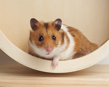 Goldhamster sitzt in einem Holzlaufrad und blickt heraus