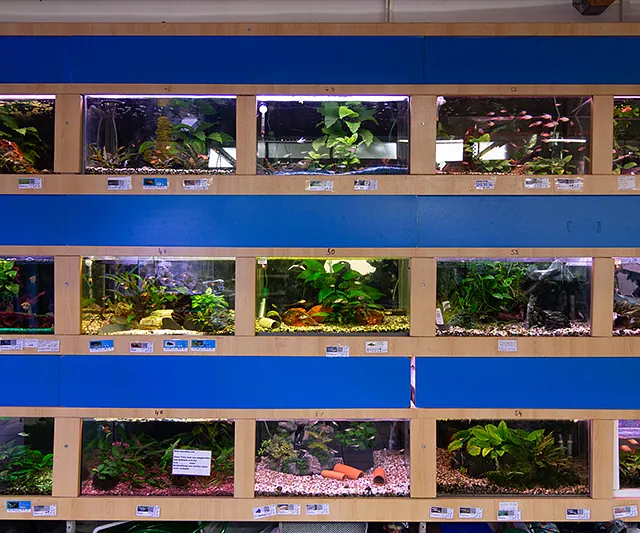 Aquarienwand mit Fischen und Wasserpflanzen – Aquaristik im Zoofachmarkt Brändle Konstanz