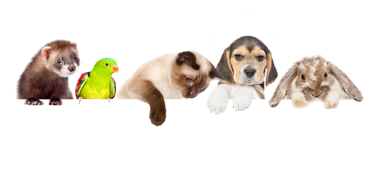 Terraristik-Abteilung im Zoofachmarkt Brändle Konstanz – Zubehör, Beleuchtung und Terrarien für Reptilien und Amphibien