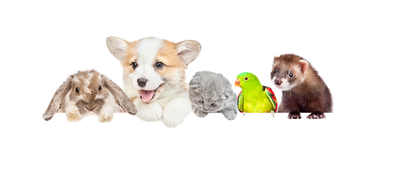 Maus, Hund, Kaninchen und Katze auf gelbem Hintergrund – Heimtierbedarf im Zoofachmarkt Brändle Konstanz