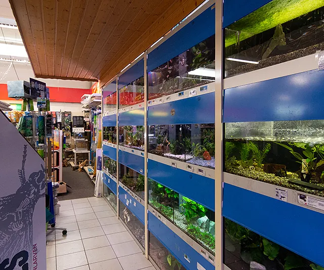 Aquarienanlage mit bepflanzten Becken im Zoofachmarkt Brändle Konstanz – Aquaristik und Fischpflege