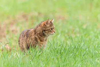 Getigerte Katze steht im grünen Gras und blickt aufmerksam zur Seite