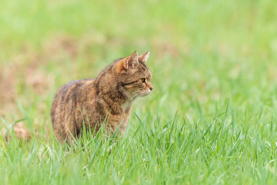 Getigerte Katze steht im grünen Gras und blickt aufmerksam zur Seite