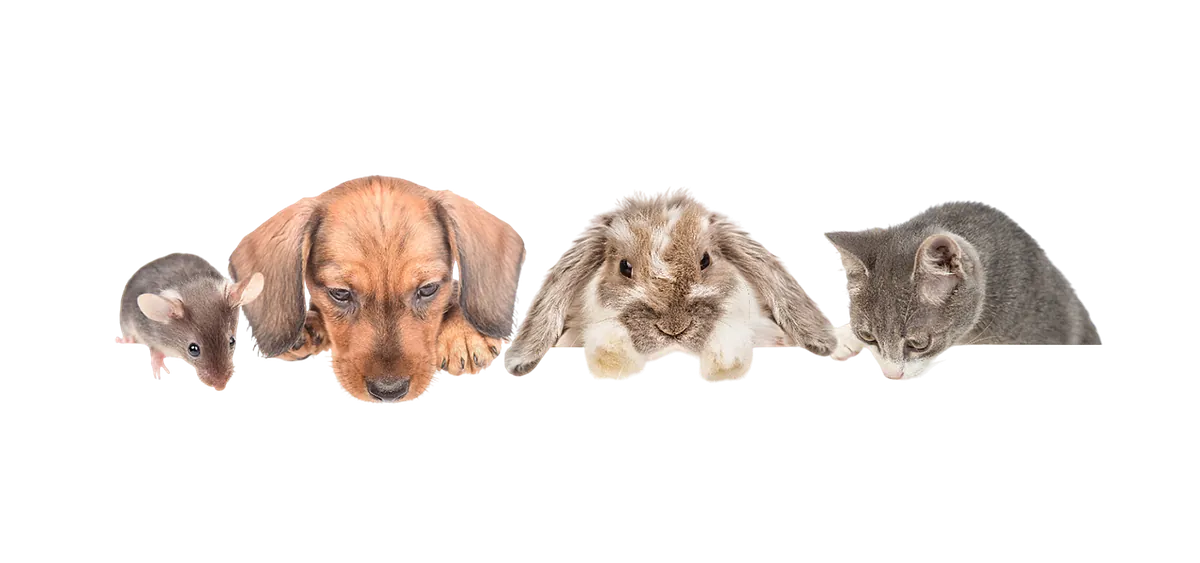Maus, Hund, Kaninchen und Katze auf gelbem Hintergrund – Heimtierbedarf im Zoofachmarkt Brändle Konstanz