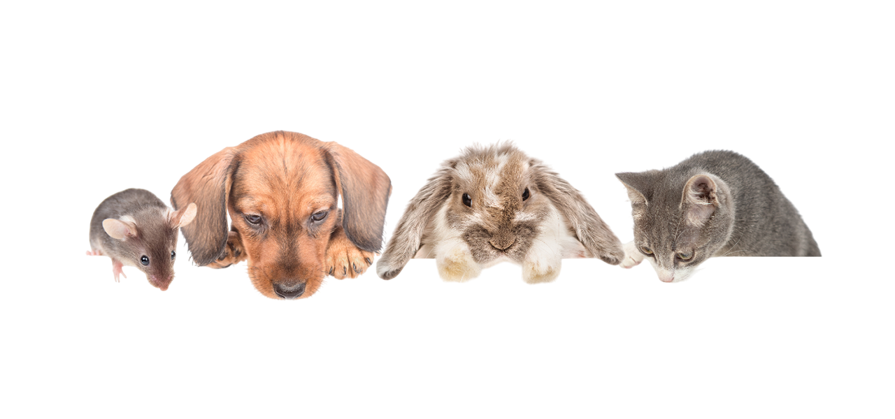 Maus, Hund, Kaninchen und Katze auf gelbem Hintergrund – Heimtierbedarf im Zoofachmarkt Brändle Konstanz