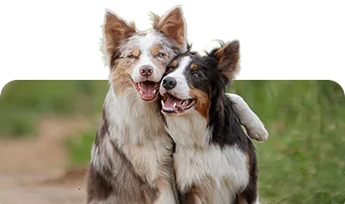 Zwei fröhliche Hunde beim Spaziergang – Symbolbild für Hundebedarf im Zoofachmarkt Brändle Konstanz