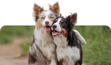 Zwei fröhliche Hunde beim Spaziergang – Symbolbild für Hundebedarf im Zoofachmarkt Brändle Konstanz