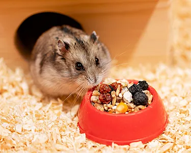 Hamster frisst aus rotem Napf – artgerechte Kleintierhaltung und Futter im Zoofachmarkt Brändle Konstanz