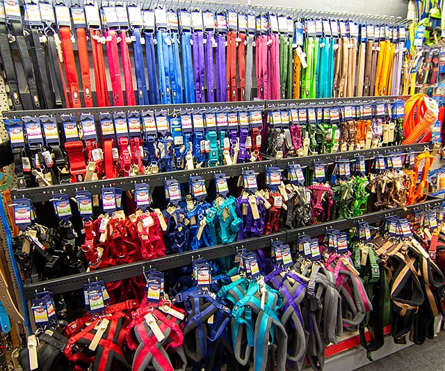 Farbenfrohes Sortiment an Hundeleinen und Geschirren – Hundeausstattung im Zoofachmarkt Brändle Konstanz