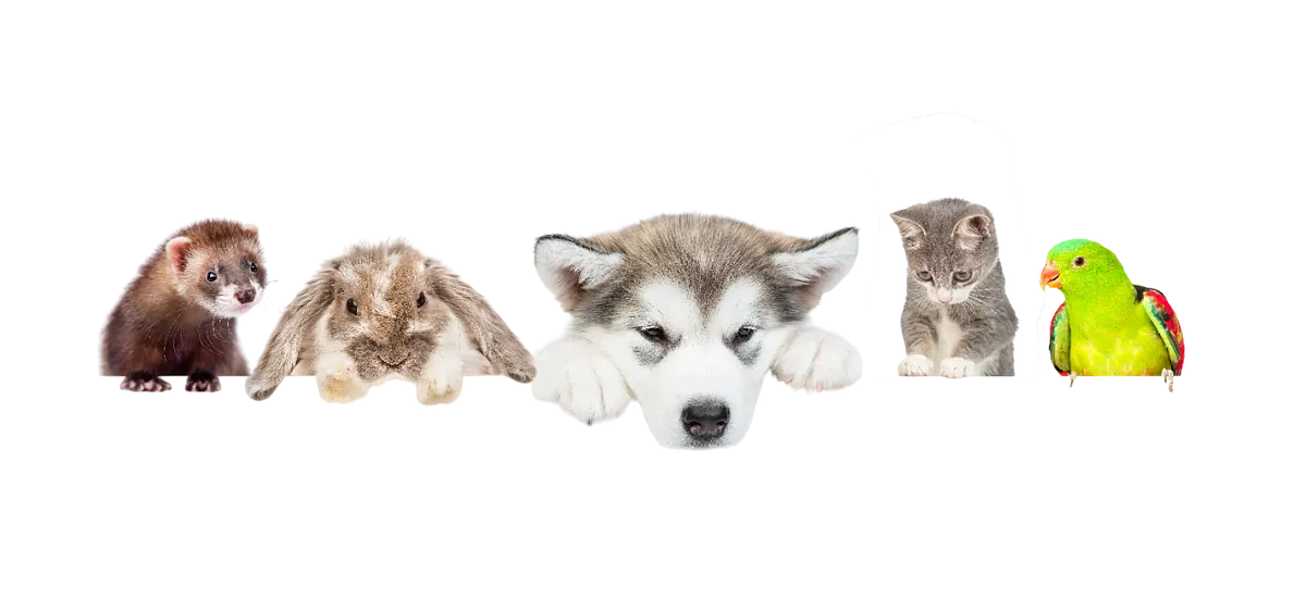 Frettchen, Kaninchen, Hund, Katze und Papagei auf gelbem Hintergrund – Heimtierbedarf im Zoofachmarkt Brändle Konstanz