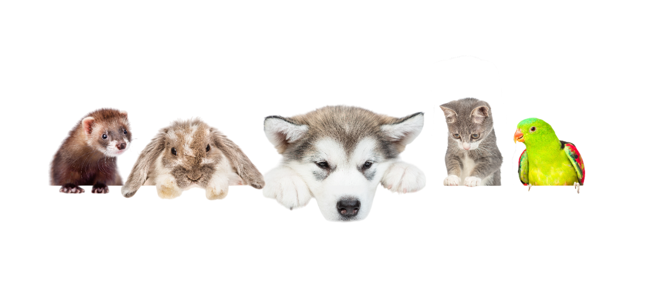 Frettchen, Kaninchen, Hund, Katze und Papagei auf gelbem Hintergrund – Heimtierbedarf im Zoofachmarkt Brändle Konstanz