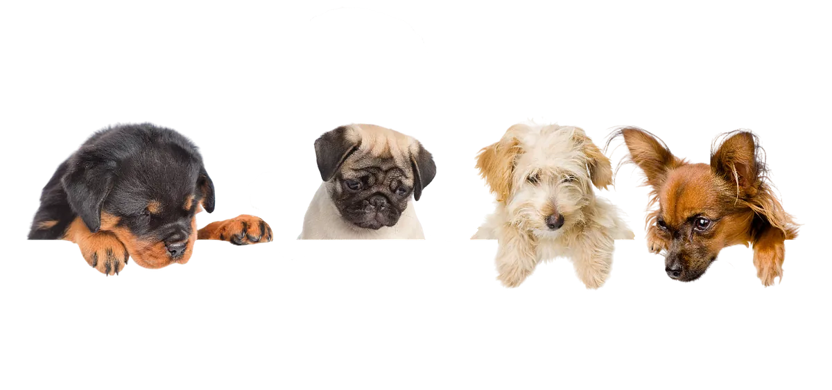 Vier verschiedene Hunde – Rottweiler, Mops, Terrier und Chihuahua – nebeneinander vor gelbem Hintergrund