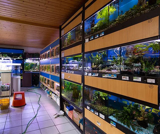 Aquaristik-Abteilung im Zoofachmarkt Brändle Konstanz – gepflegte Aquarien mit Zierfischen und Pflanzen