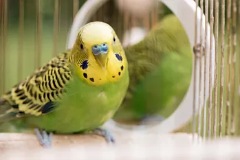 Ein gelb-grüner Wellensittich sitzt vor einem kleinen Spiegel im Käfig.