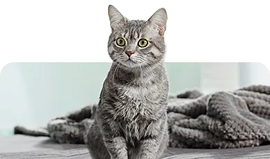 Graue Hauskatze – Symbolbild für Katzenfutter und Zubehör beim Zoofachmarkt Brändle Konstanz