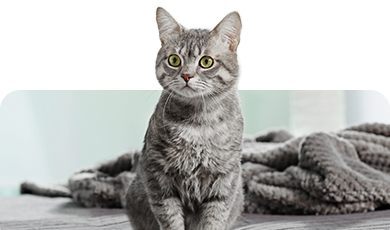 Graue Hauskatze – Symbolbild für Katzenfutter und Zubehör beim Zoofachmarkt Brändle Konstanz