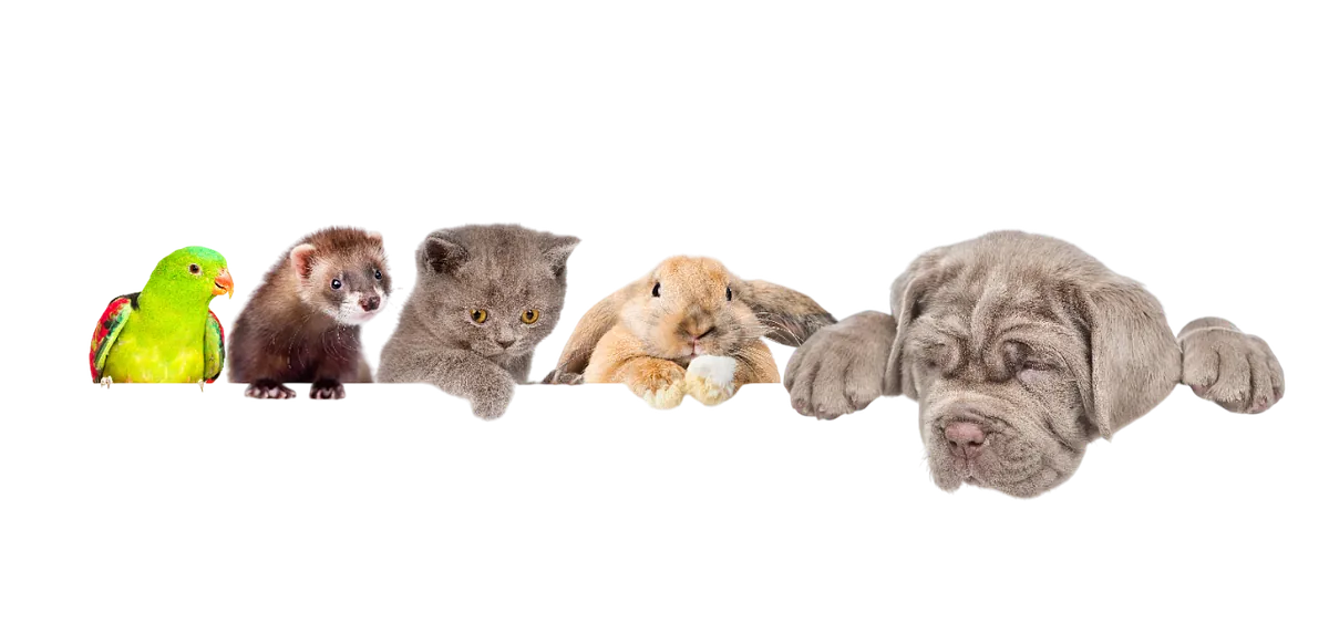 Papagei, Frettchen, Katze, Kaninchen und Hund nebeneinander vor gelbem Hintergrund