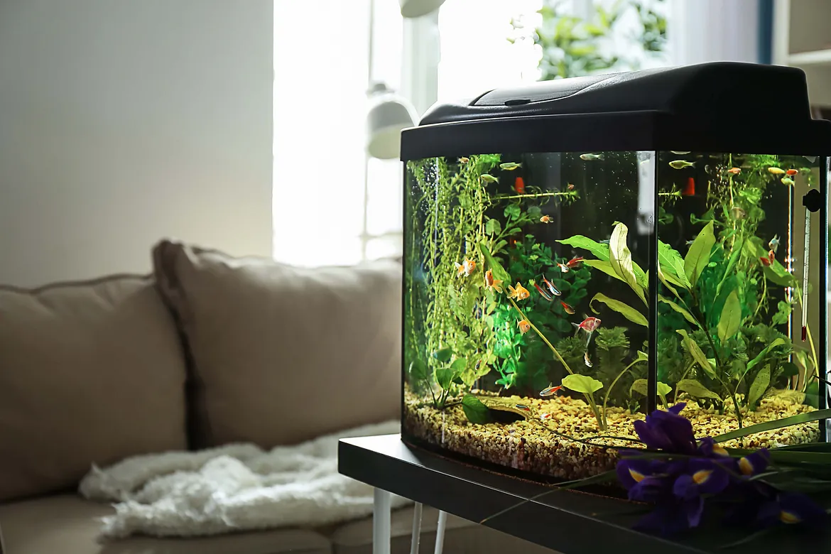 Aquarium mit Fischen und Pflanzen steht in einem gemütlichen Wohnzimmer