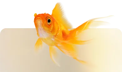 Goldfisch – Symbolbild für Aquaristik und Fischpflege im Zoofachmarkt Brändle Konstanz