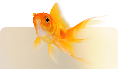 Goldfisch – Symbolbild für Aquaristik und Fischpflege im Zoofachmarkt Brändle Konstanz