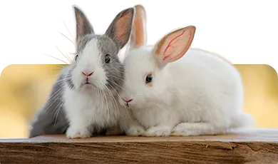 Zwei Kaninchen nebeneinander – Symbolbild für Kleintierbedarf und artgerechte Haltung in Konstanz