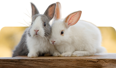 Zwei Kaninchen nebeneinander – Symbolbild für Kleintierbedarf und artgerechte Haltung in Konstanz