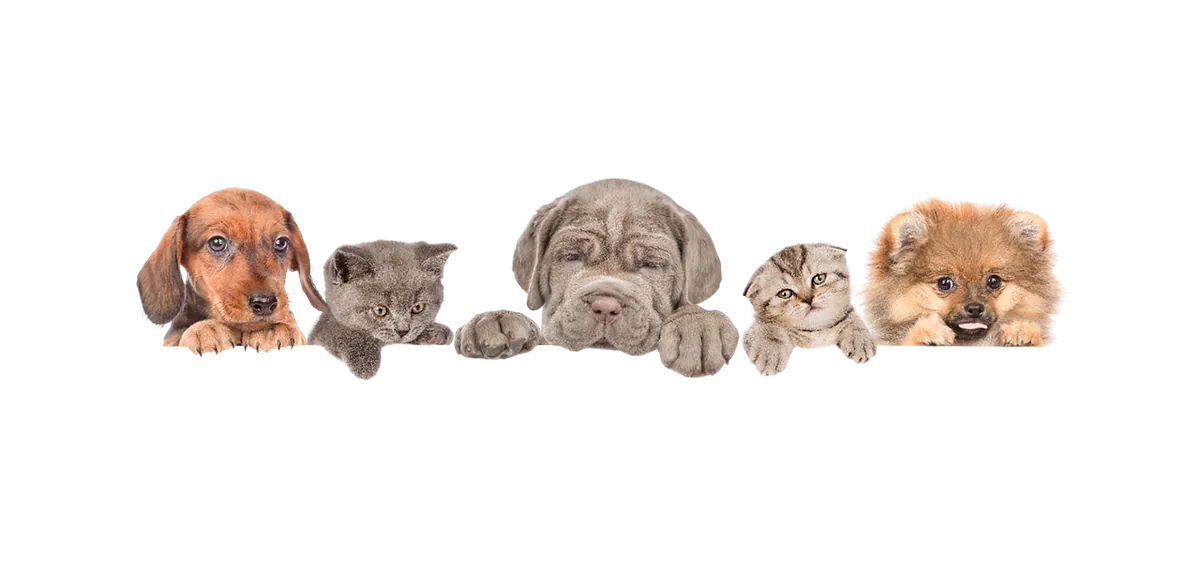 Hunde und Katzen auf gelbem Hintergrund – Tierbedarf und Beratung im Zoofachmarkt Brändle Konstanz