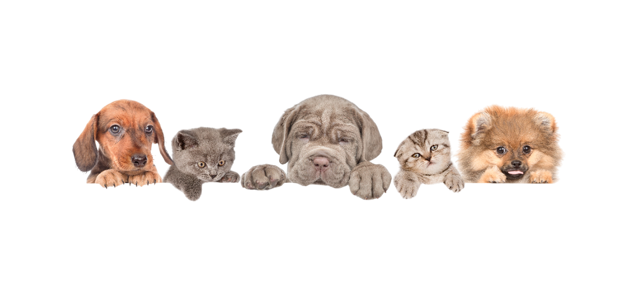 Hunde und Katzen auf gelbem Hintergrund – Tierbedarf und Beratung im Zoofachmarkt Brändle Konstanz