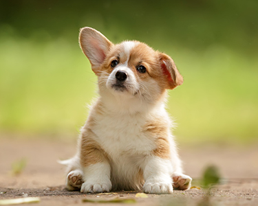 Corgi-Welpe auf grünem Hintergrund – Hundebedarf und Welpenfutter im Zoofachmarkt Brändle Konstanz