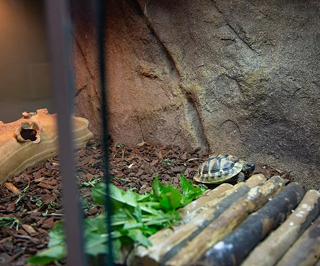 Schildkröte im Terrarium mit Wärmelampe – artgerechte Haltung im Zoofachmarkt Brändle Konstanz