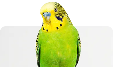 Grüner Wellensittich – Symbolbild für Vogelhaltung und Zubehör im Zoofachmarkt Brändle Konstanz