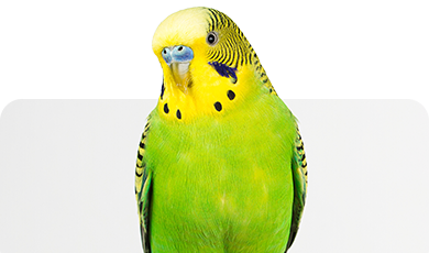 Grüner Wellensittich – Symbolbild für Vogelhaltung und Zubehör im Zoofachmarkt Brändle Konstanz