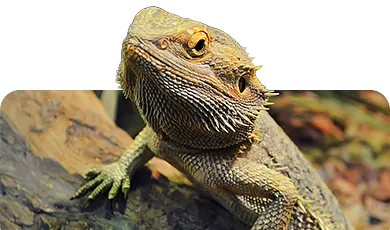 Bartagame auf Ast – Symbolbild für Terraristik und Reptilienhaltung im Zoofachmarkt Brändle Konstanz