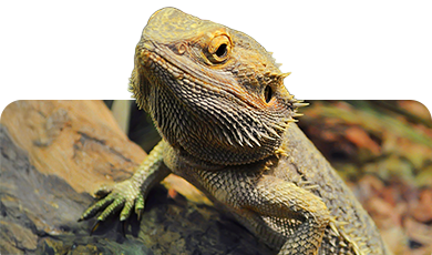 Bartagame auf Ast – Symbolbild für Terraristik und Reptilienhaltung im Zoofachmarkt Brändle Konstanz
