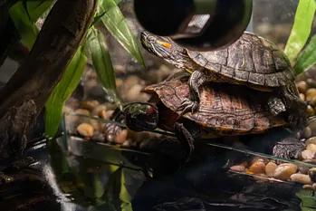 Zwei Wasserschildkröten im Terrarium unter einer Wärmelampe