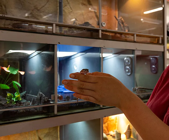 Fachkundige Beratung zur Reptilienhaltung im Zoofachmarkt Brändle Konstanz – Mitarbeiterin mit Gecko vor Terrarien